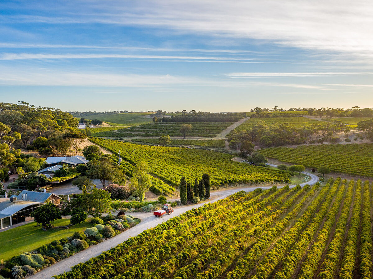 Coriole Vineyards Coriole Vineyards