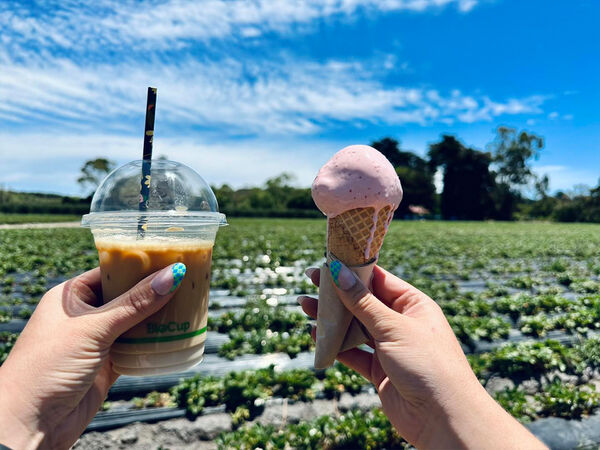 Harvest The Fleurier  Strawberry picking