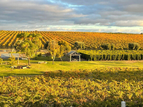 The Maze at Maxwell Wines