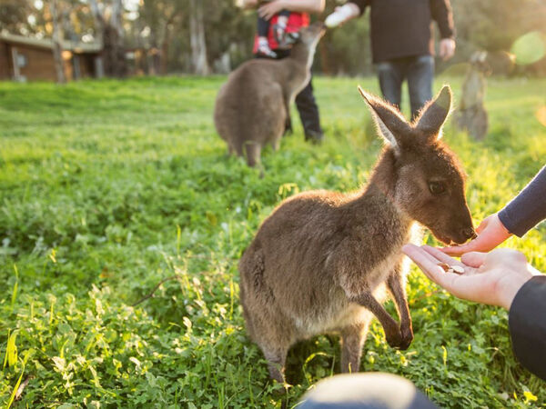 Woodstock Wildlife Sanctuary 